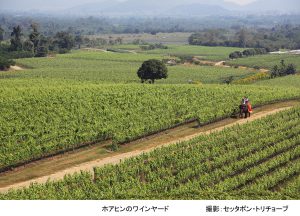 Hua Hin Vineyard cap