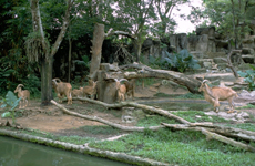 シンガポール動物園